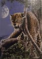 leopardi_1000